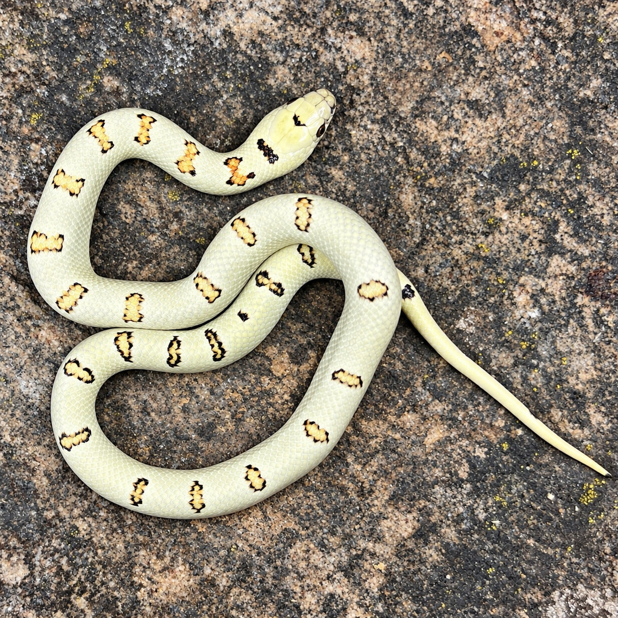 Variable kingsnake previously produced at Limelight Lampropeltis, photograph 5