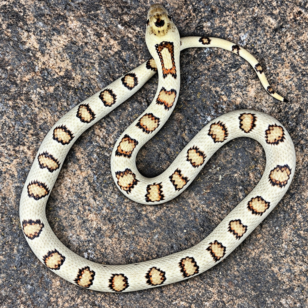 Variable kingsnake previously produced at Limelight Lampropeltis, photograph 2