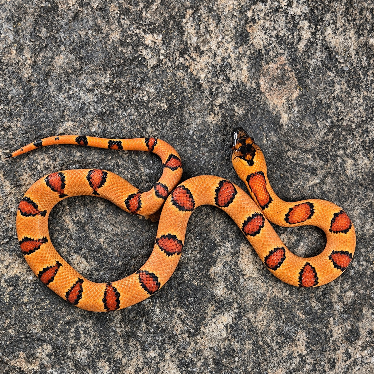 Variable kingsnake previously produced at Limelight Lampropeltis, photograph 3