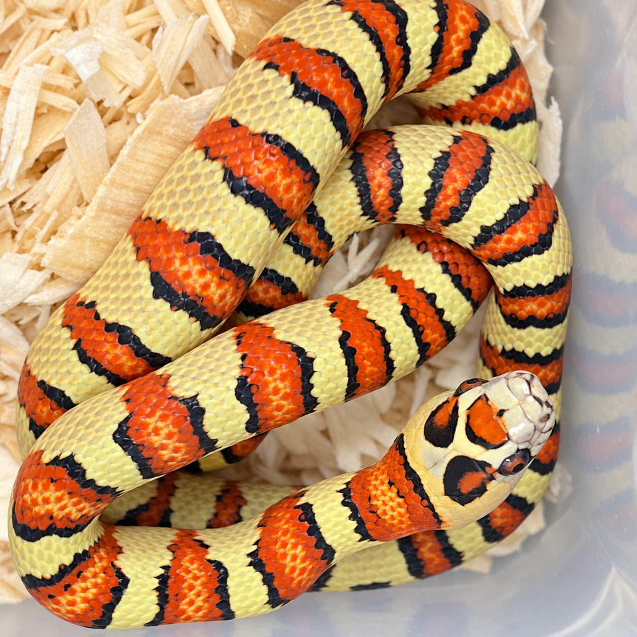 Variable kingsnake previously produced at Limelight Lampropeltis, photograph 9