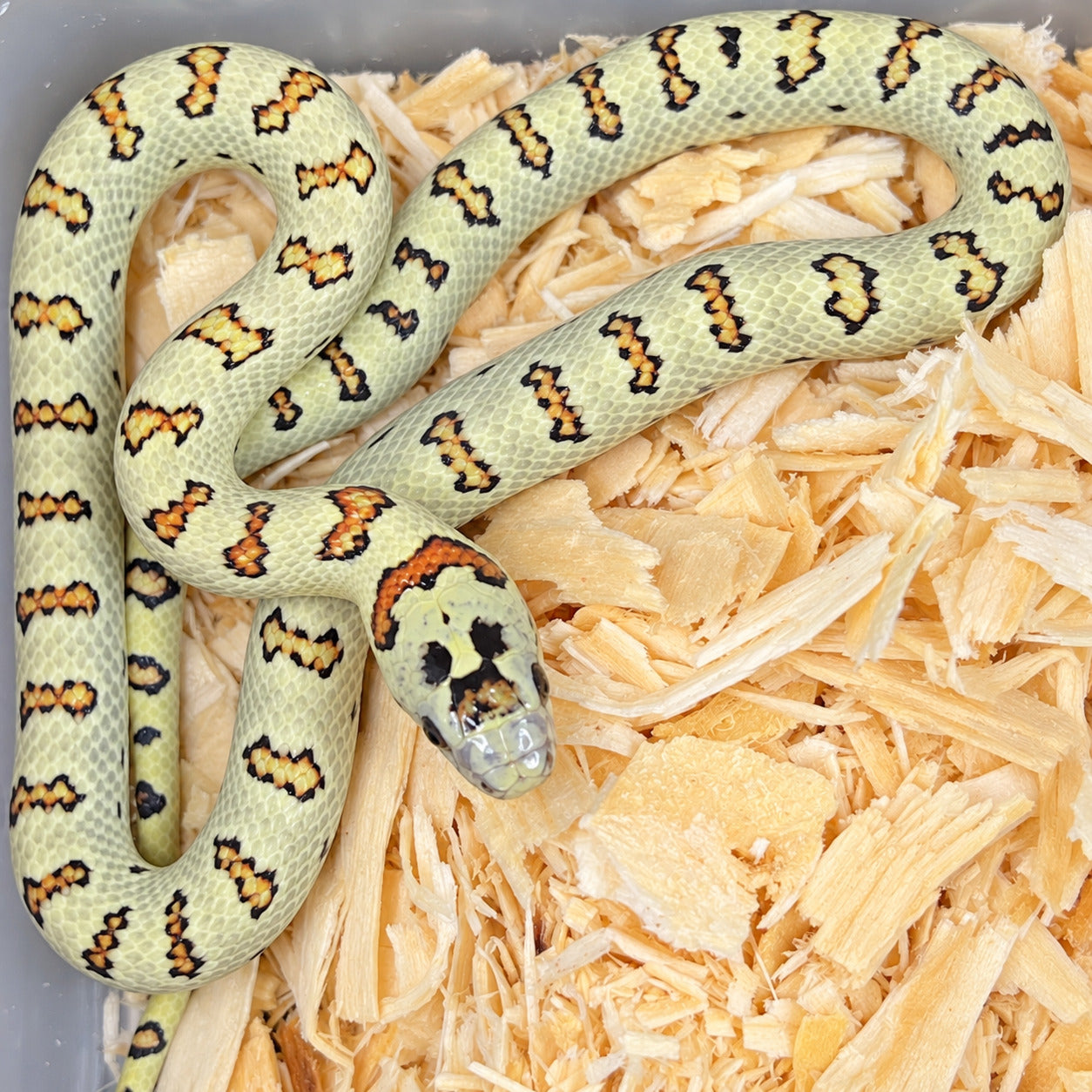 Variable kingsnake previously produced at Limelight Lampropeltis, photograph 8