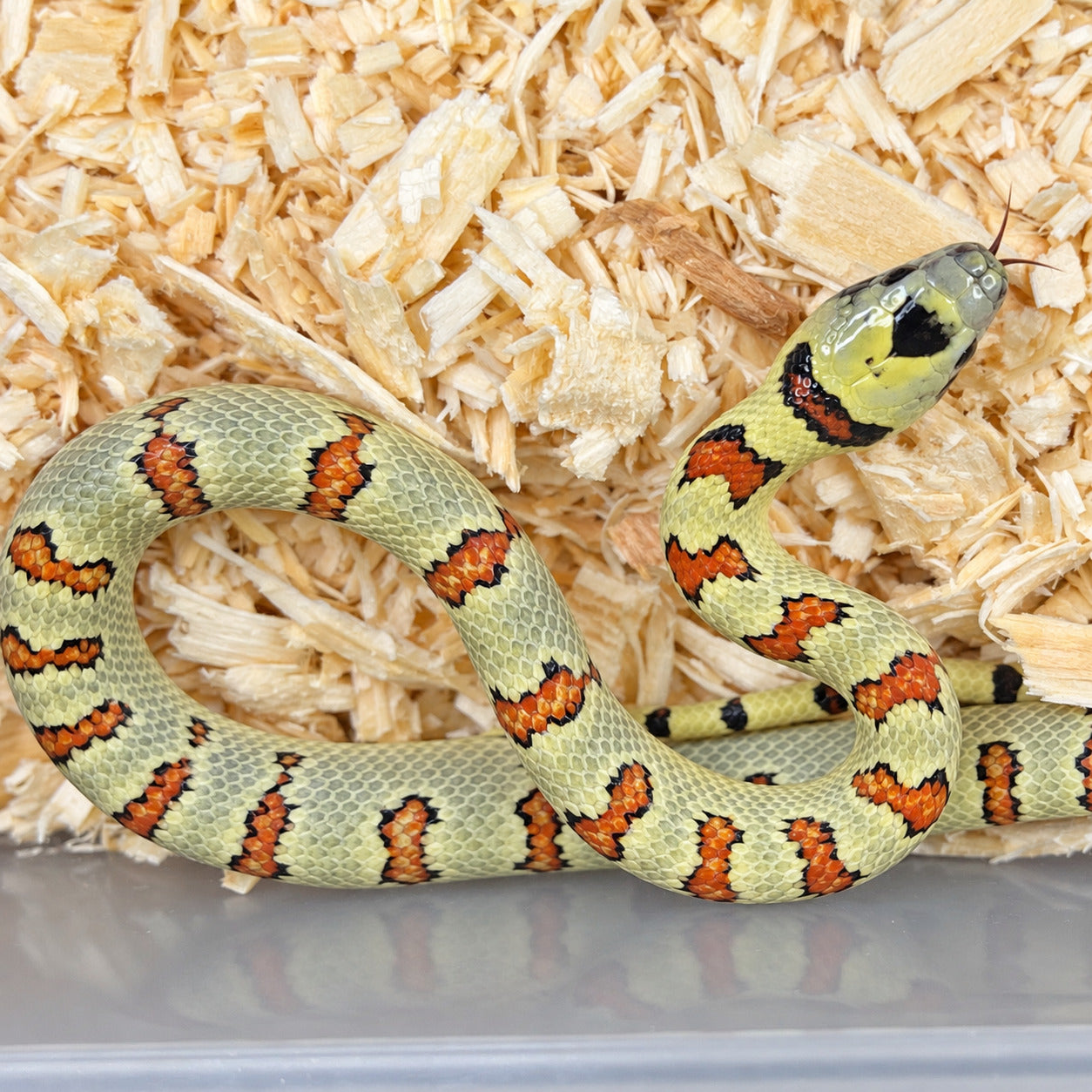 Variable kingsnake previously produced at Limelight Lampropeltis, photograph 7