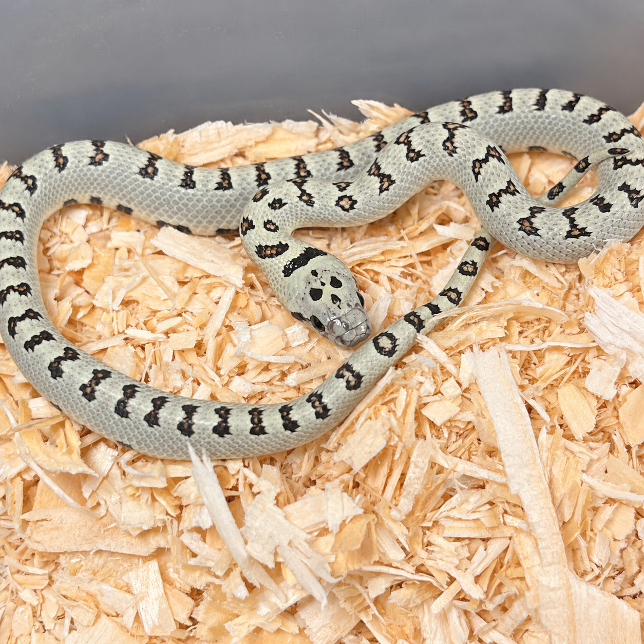 Variable kingsnake previously produced at Limelight Lampropeltis, photograph 6