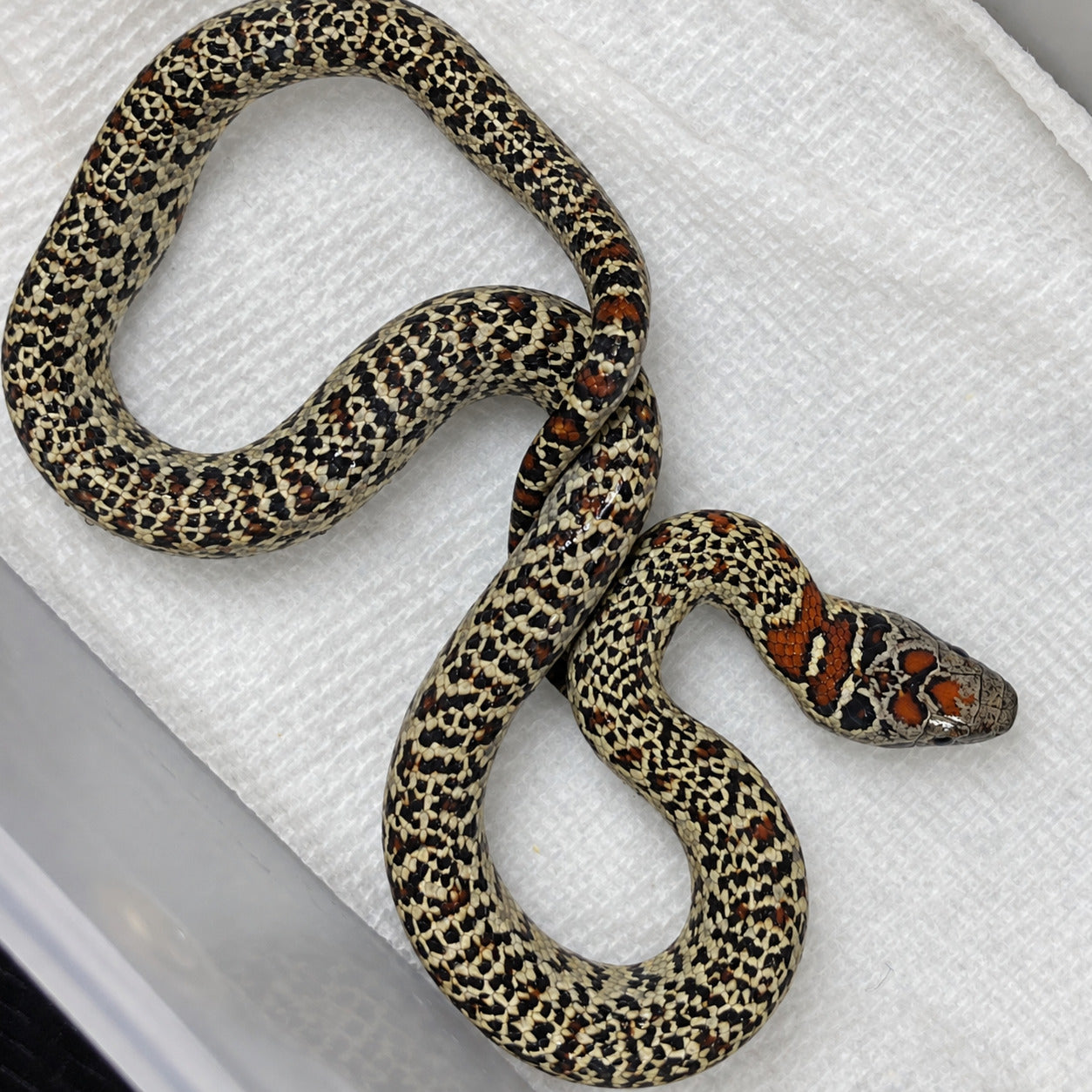 San Luis Potosí kingsnake previously produced at Limelight Lampropeltis, photograph 8