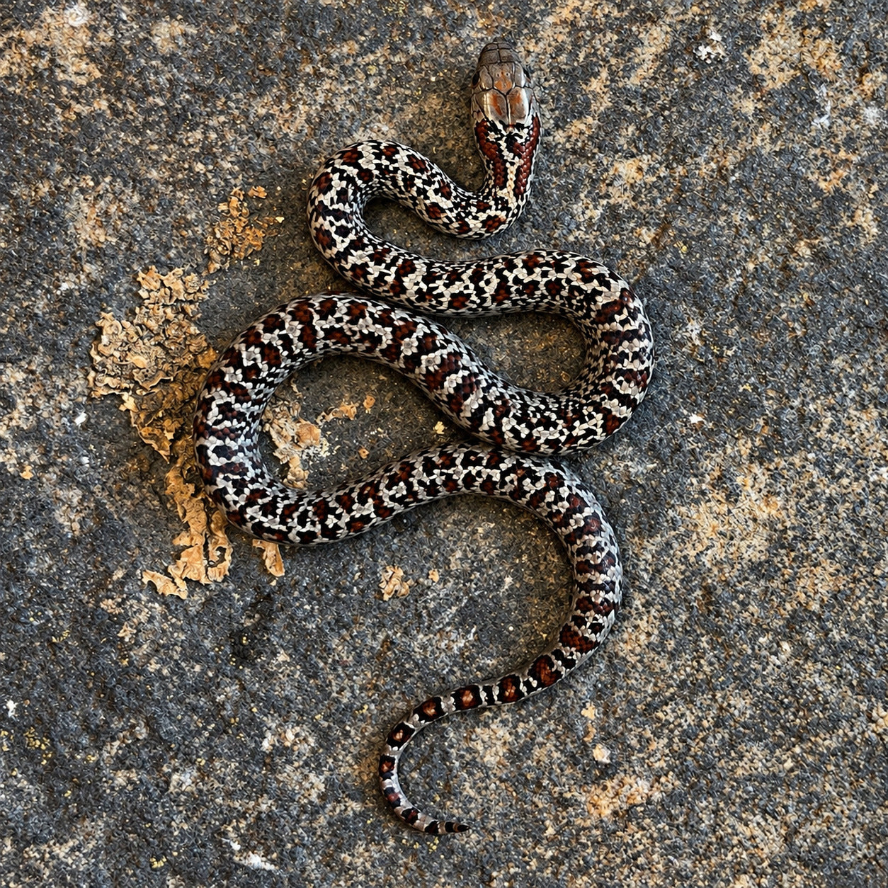 San Luis Potosí kingsnake previously produced at Limelight Lampropeltis, photograph 1