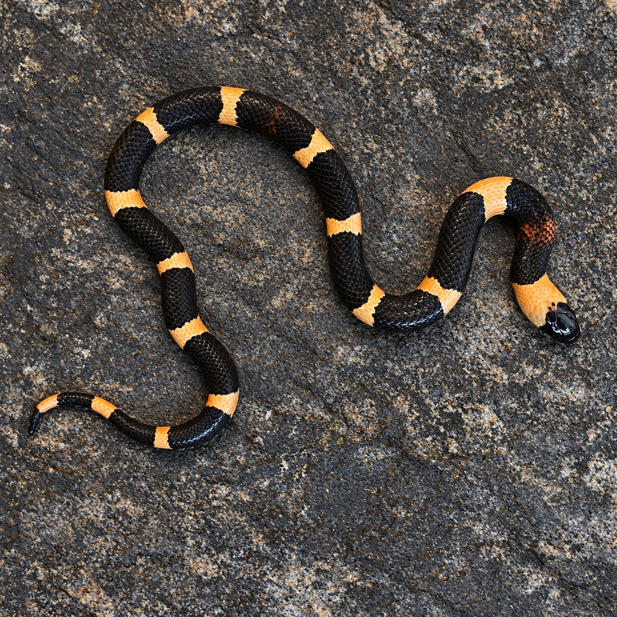 Pueblan milksnake previously produced at Limelight Lampropeltis, photograph 6