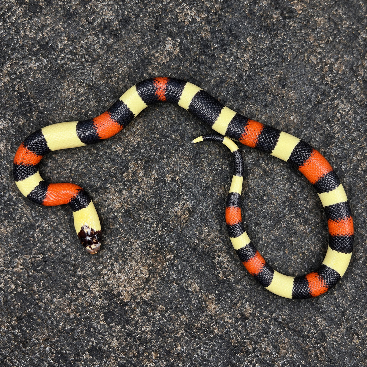 Pueblan milksnake previously produced at Limelight Lampropeltis, photograph 8