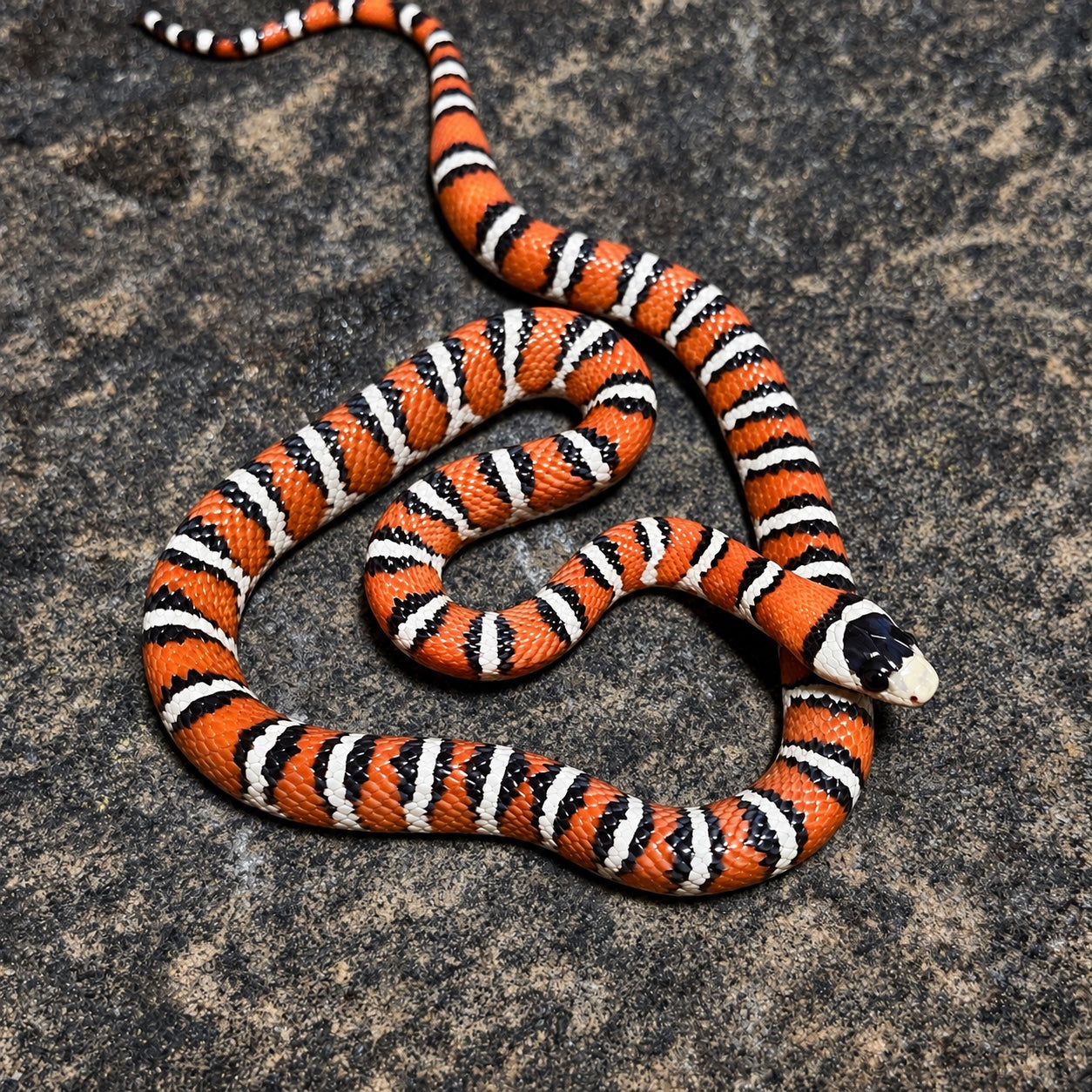 Another Arizona Mountain Kingsnake showing individual pattern variation