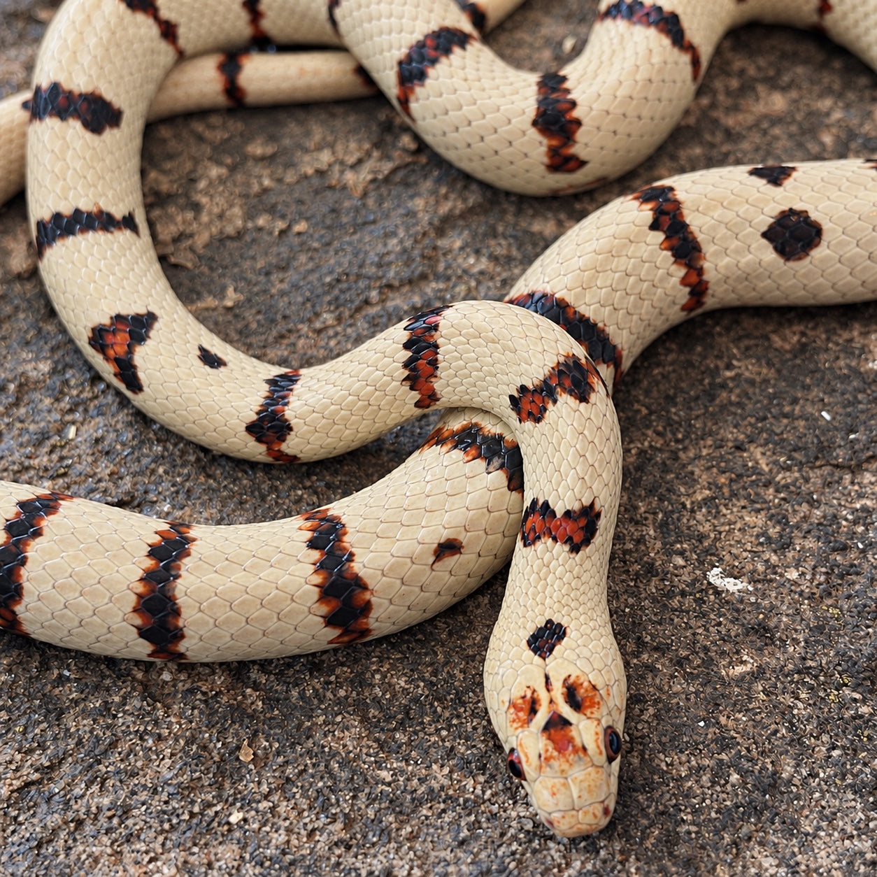 Variable Kingsnake from the Limelight collection