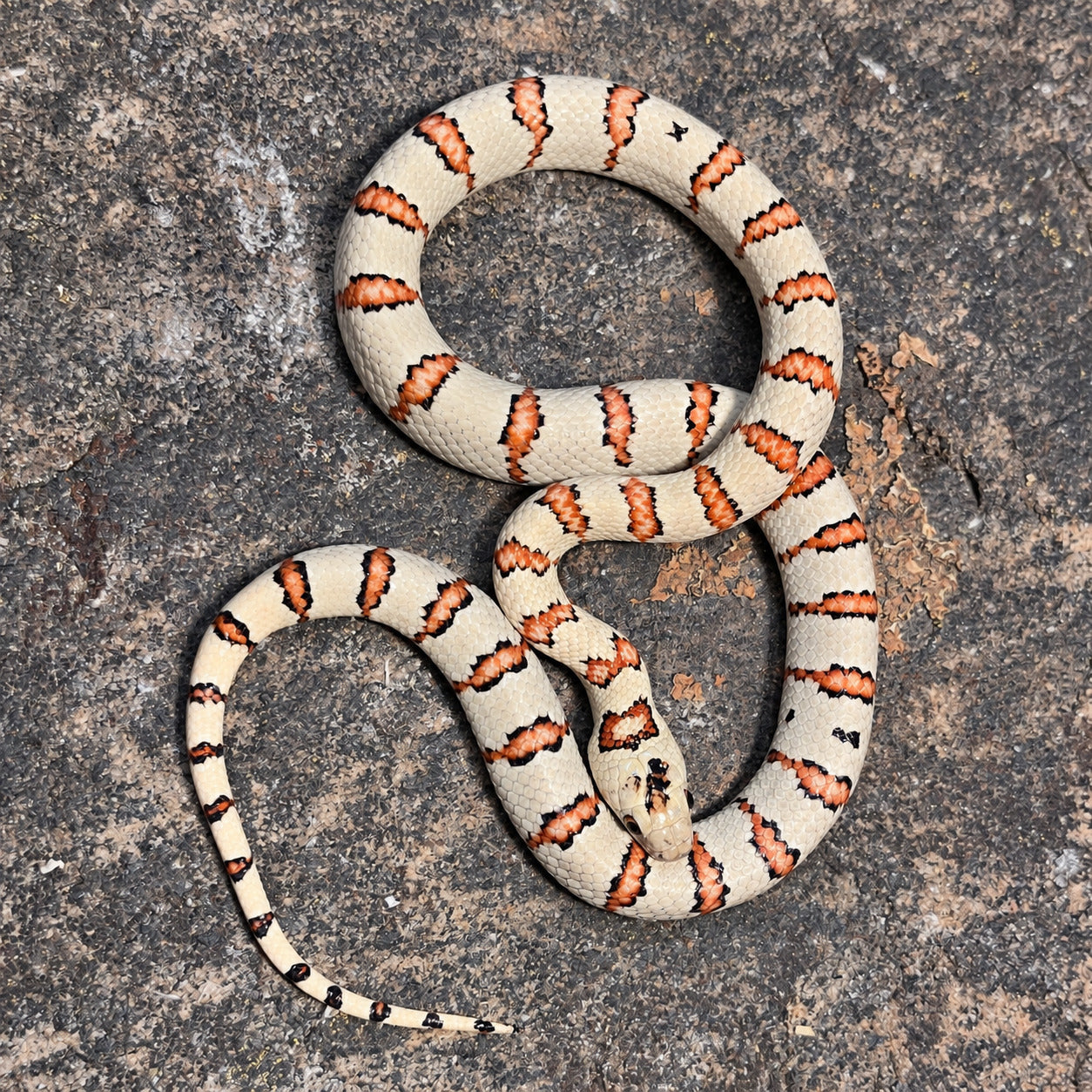 Variable kingsnake