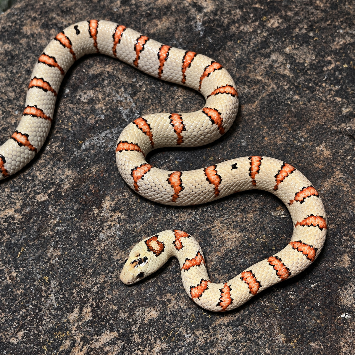 Variable Kingsnake