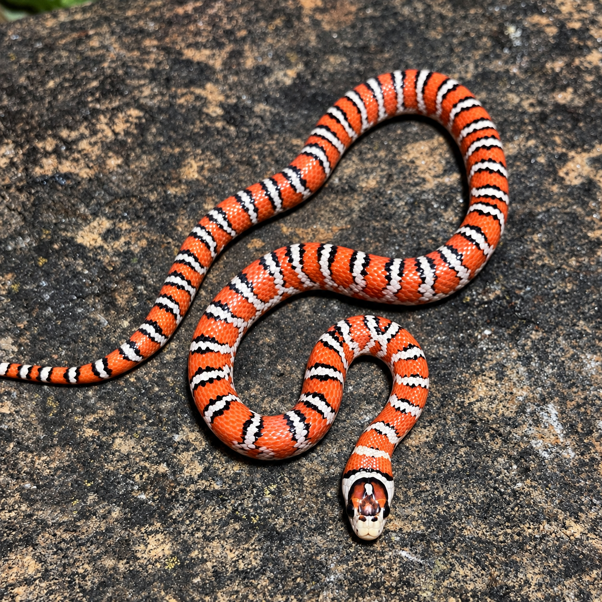 Knoblochi Kingsnake