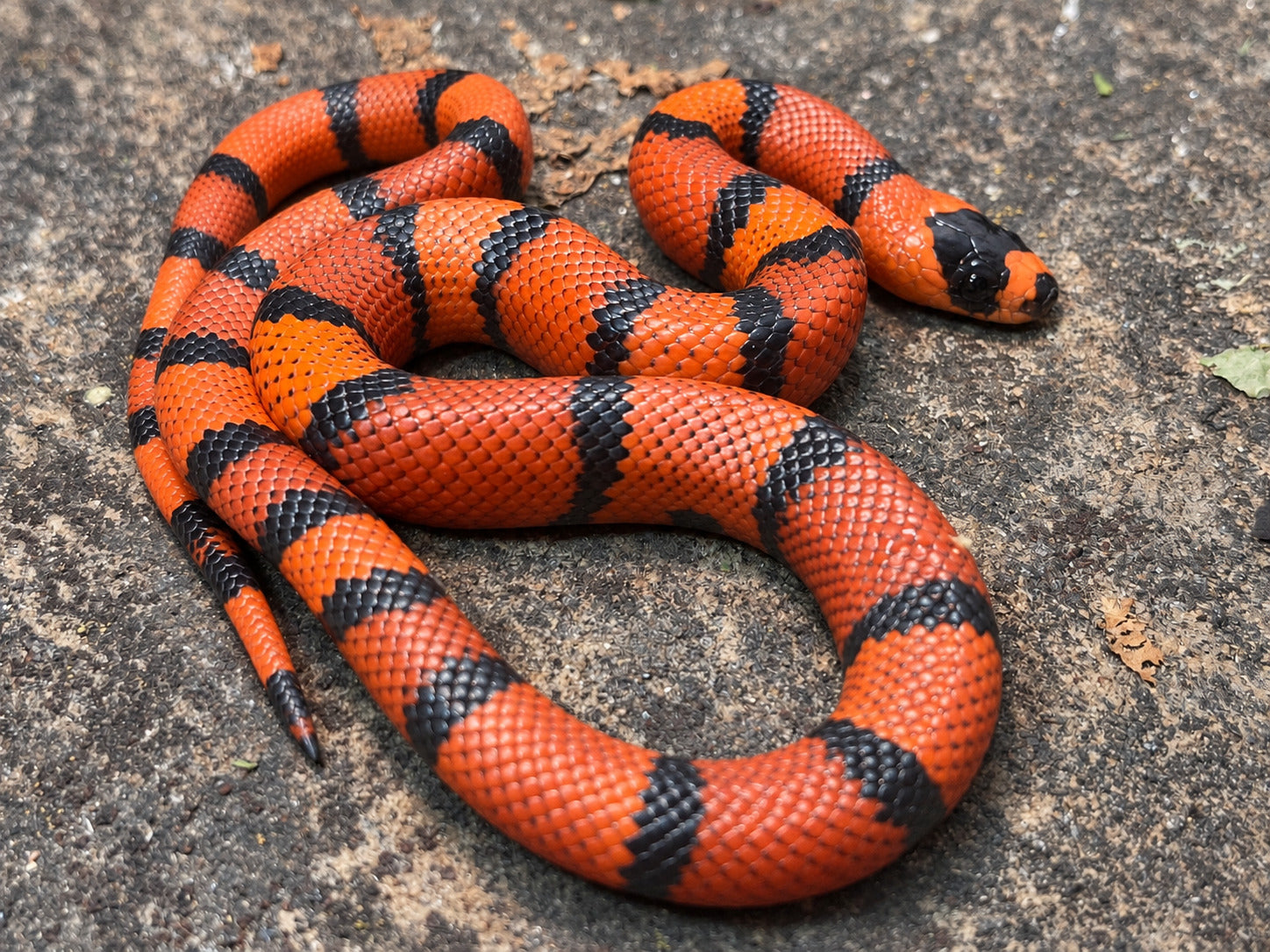 Honduran milksnake