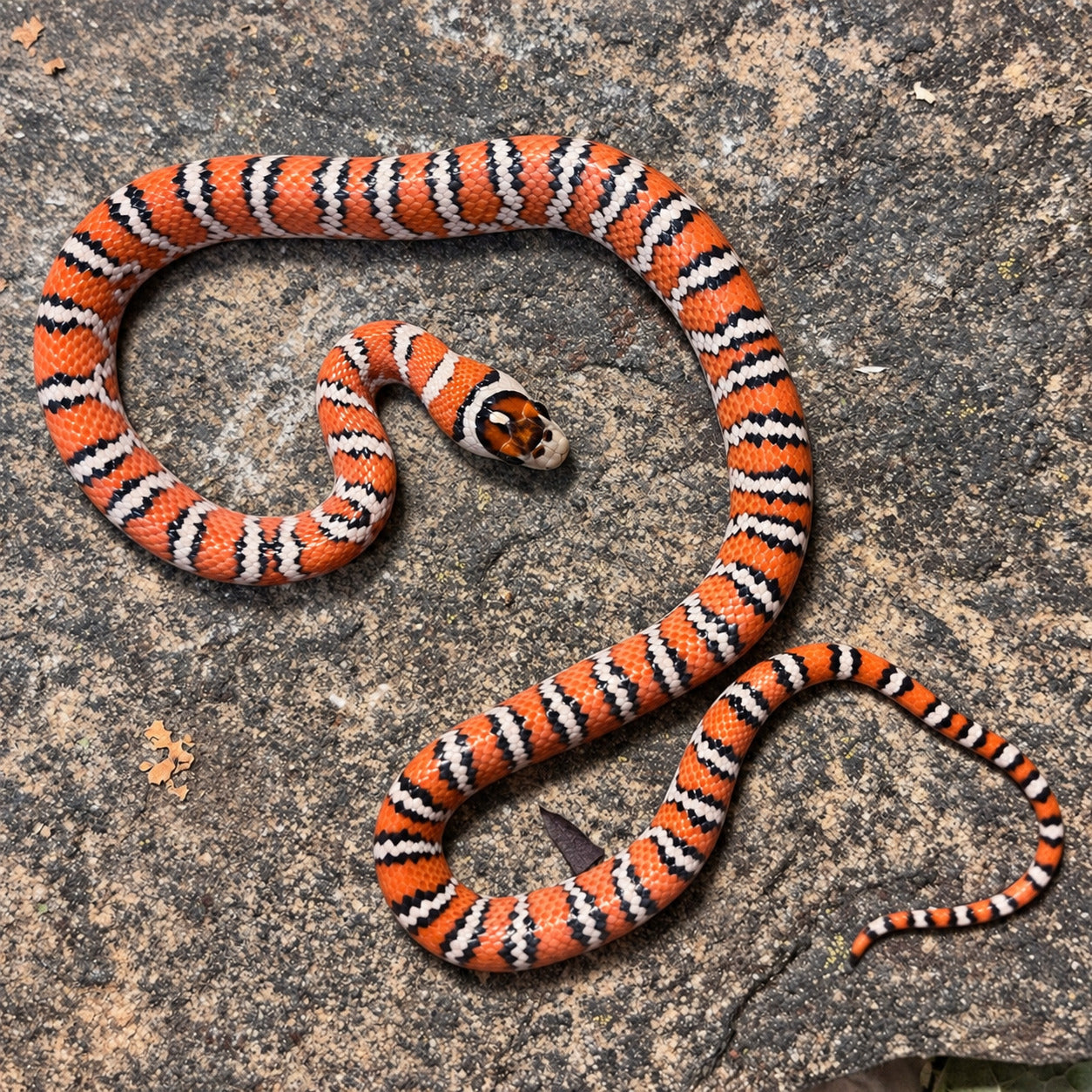 Knobloch’s mountain kingsnake