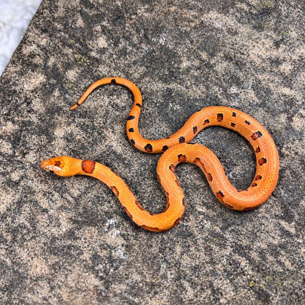 Variable kingsnake previously produced at Limelight Lampropeltis, photograph 4