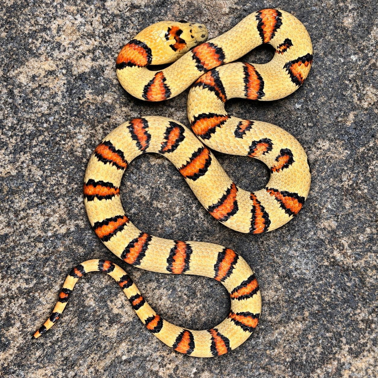 Variable kingsnake previously produced at Limelight Lampropeltis, photograph 1