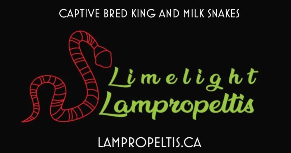 Limelight Lampropeltis