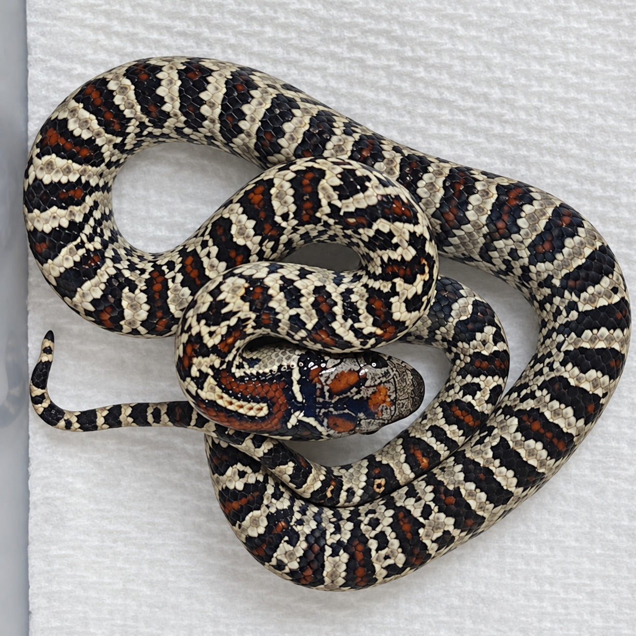San Luis Potosí kingsnake previously produced at Limelight Lampropeltis, photograph 9