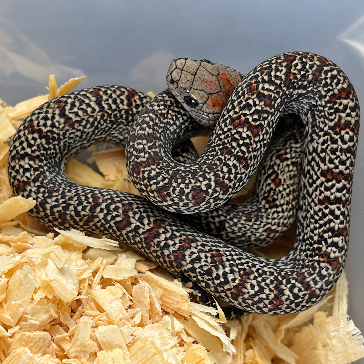 San Luis Potosí kingsnake previously produced at Limelight Lampropeltis, photograph 7