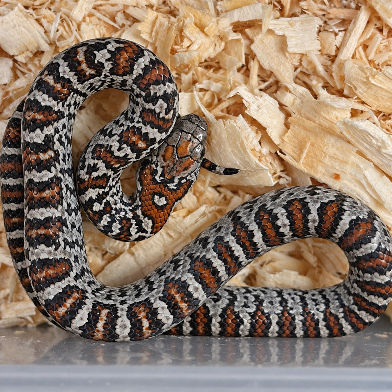 San Luis Potosí kingsnake previously produced at Limelight Lampropeltis, photograph 6