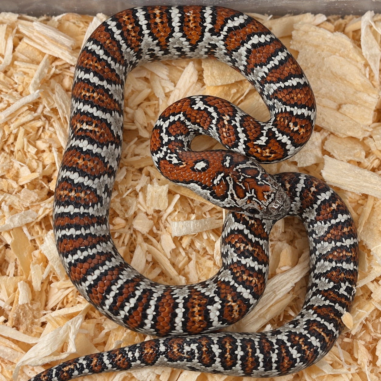 San Luis Potosí kingsnake previously produced at Limelight Lampropeltis, photograph 5