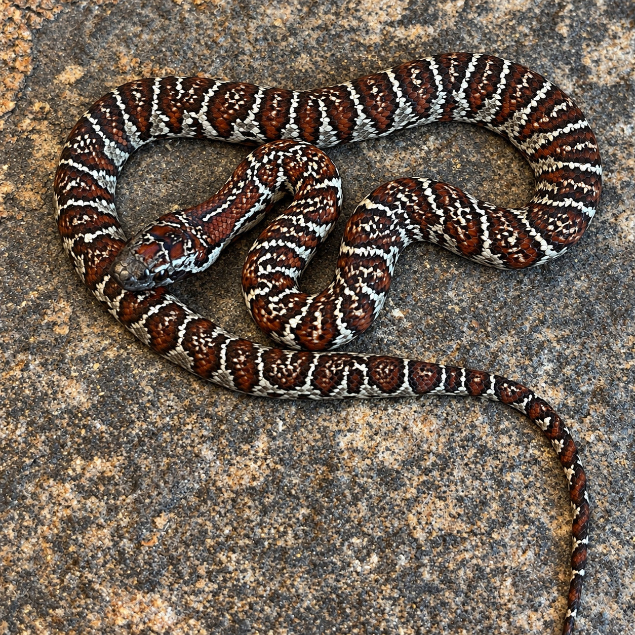 San Luis Potosí kingsnake previously produced at Limelight Lampropeltis, photograph 4