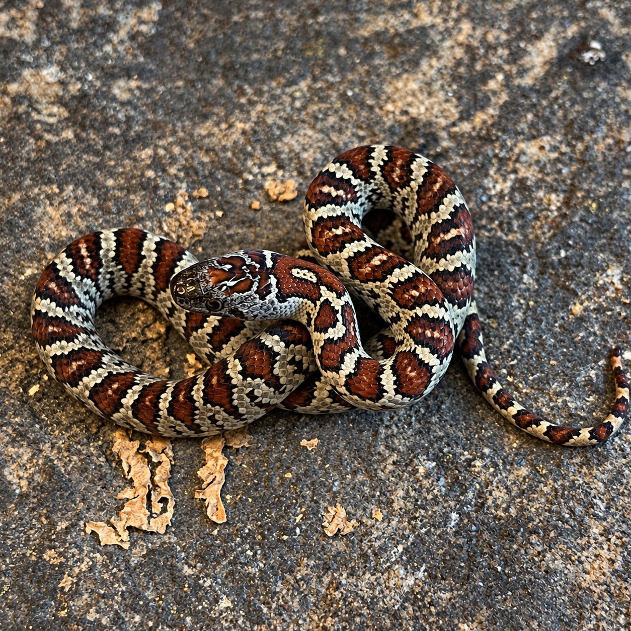San Luis Potosí kingsnake previously produced at Limelight Lampropeltis, photograph 3
