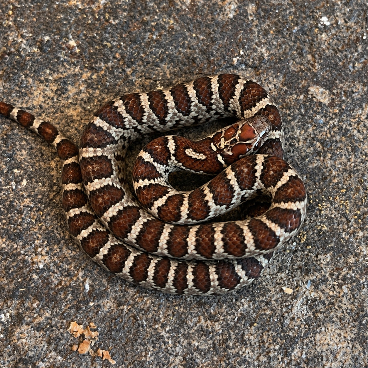 San Luis Potosí kingsnake previously produced at Limelight Lampropeltis, photograph 2