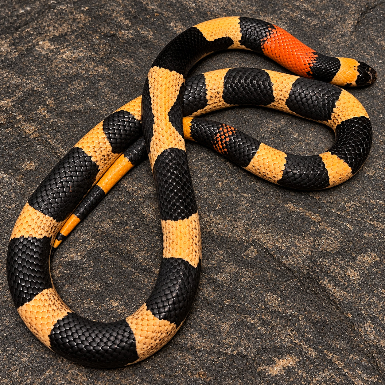 Pueblan milksnake previously produced at Limelight Lampropeltis, photograph 5
