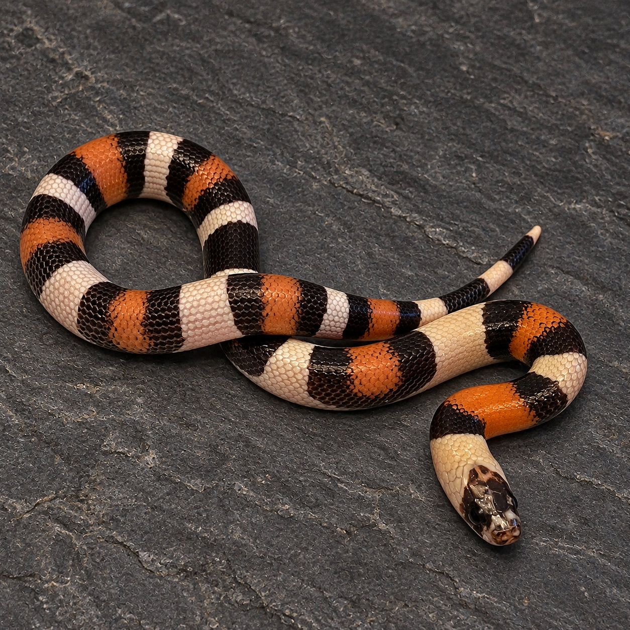 Pueblan milksnake previously produced at Limelight Lampropeltis, photograph 3