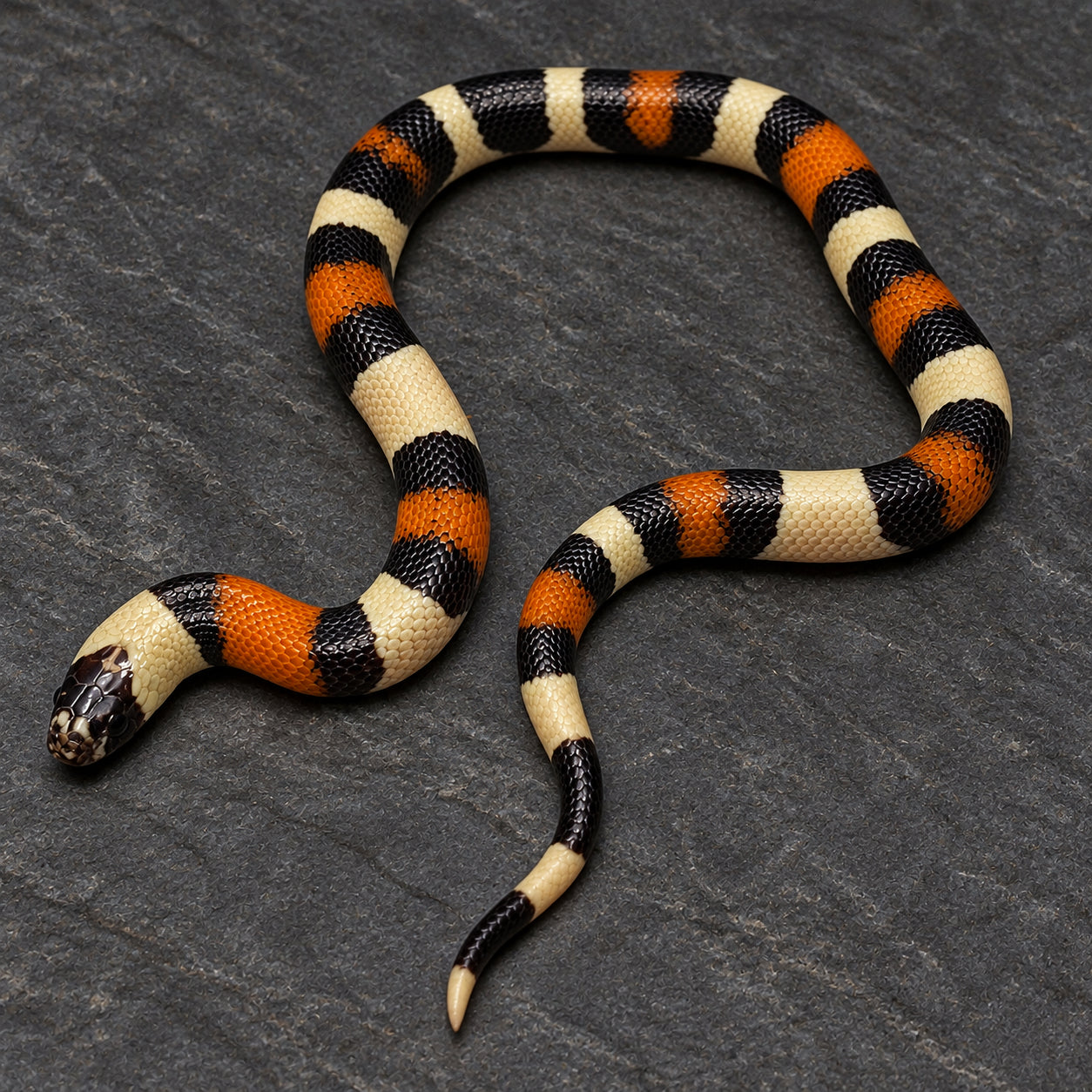 Pueblan milksnake previously produced at Limelight Lampropeltis, photograph 4