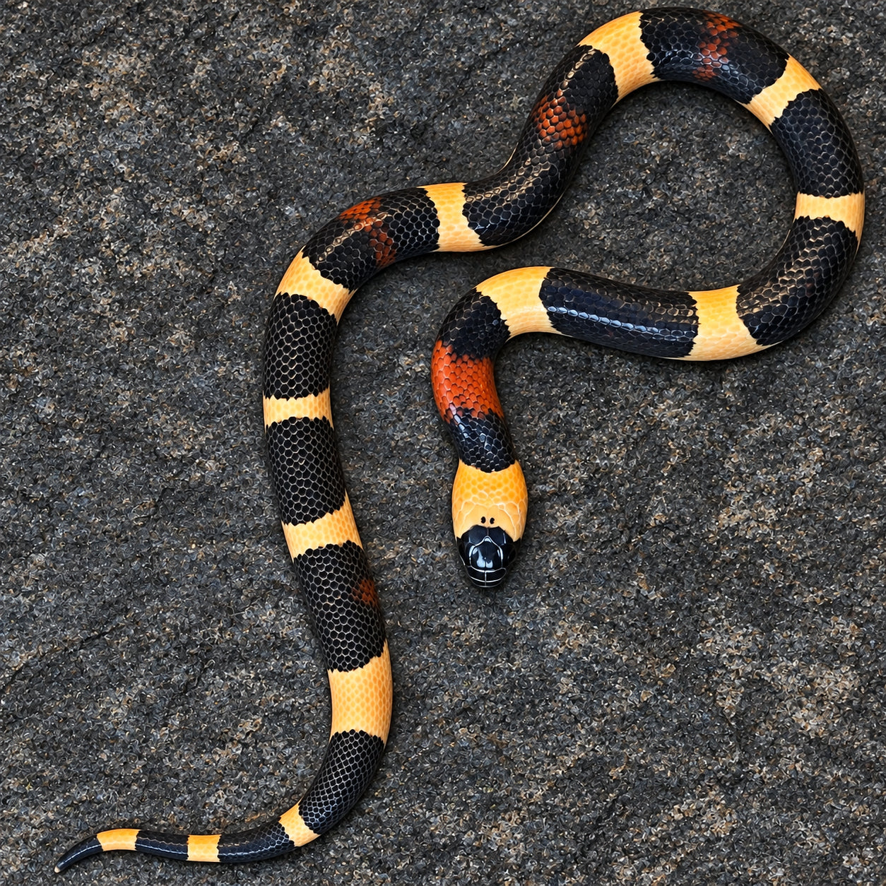 Pueblan milksnake previously produced at Limelight Lampropeltis, photograph 7