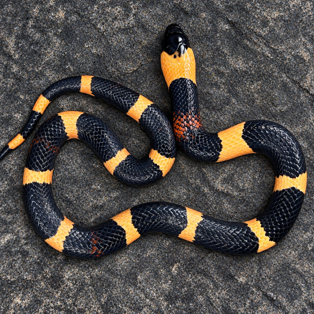 Pueblan milksnake previously produced at Limelight Lampropeltis, photograph 9