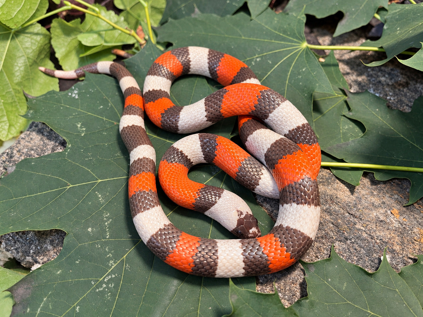 Pueblan milksnake