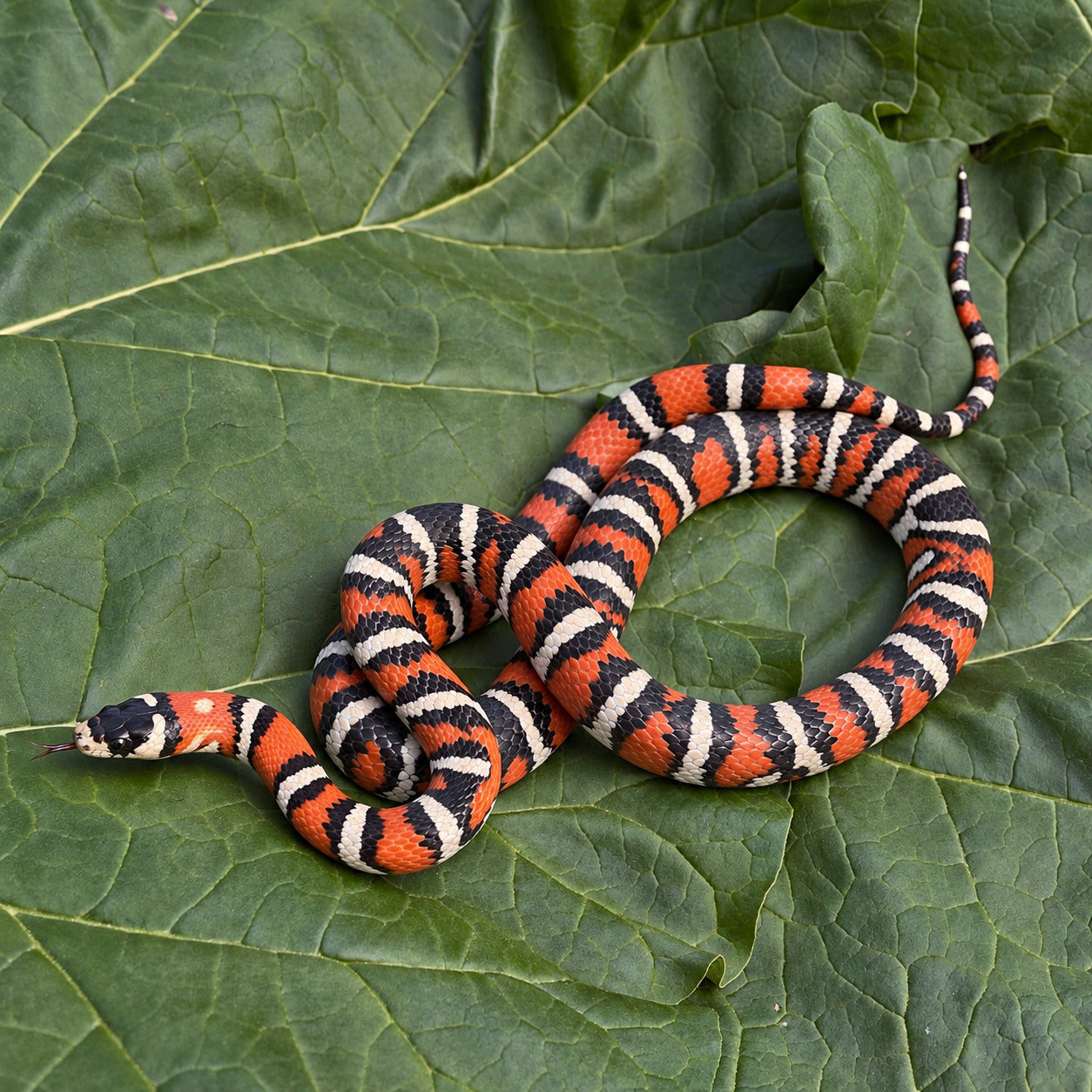 Arizona mountain kingsnake