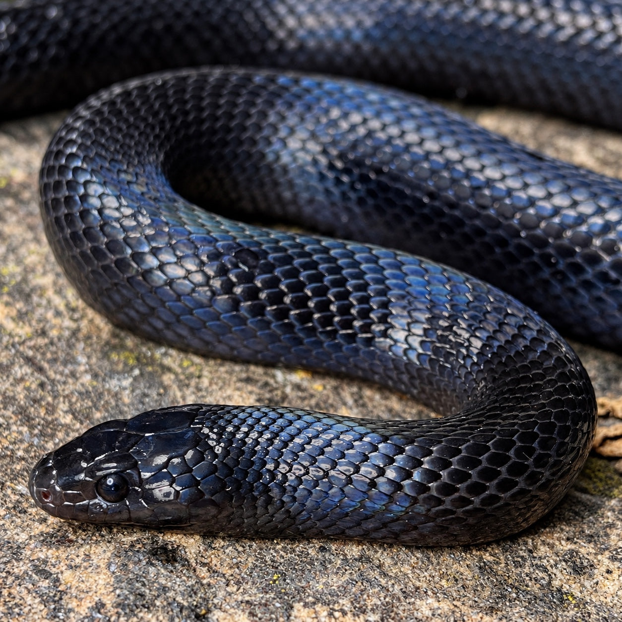 Variable kingsnake (Lampropeltis leonis), individual 2