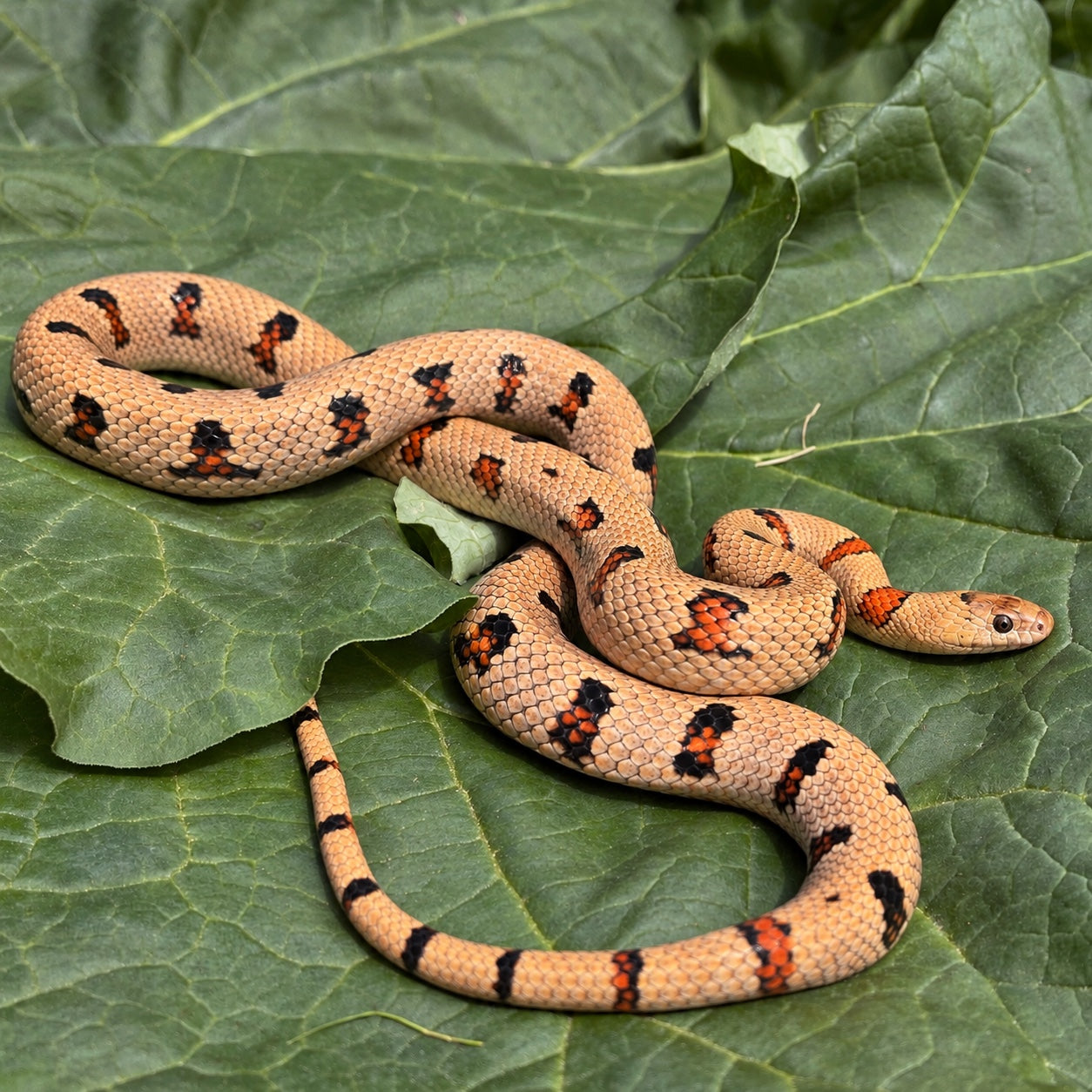 Variable kingsnake (Lampropeltis leonis), individual 4